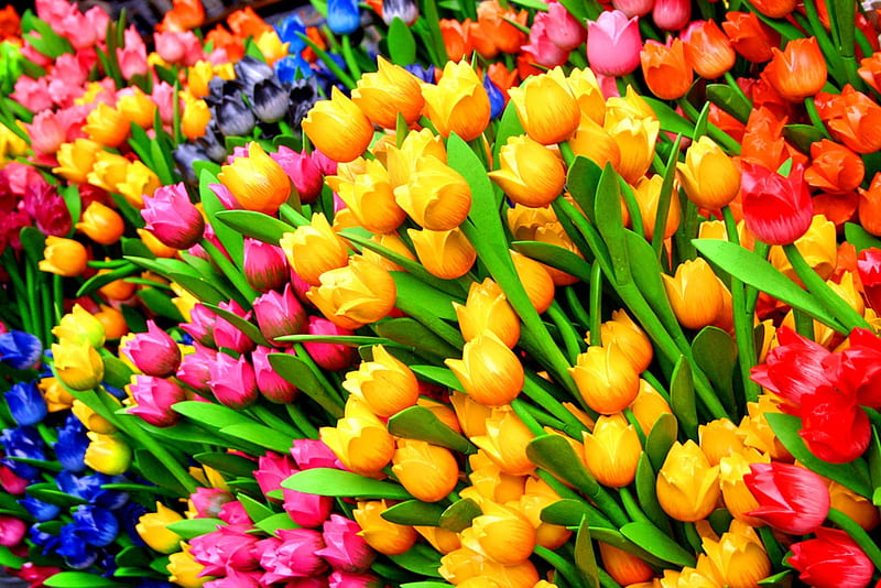 TULIPS, different types of colors, colors of nature, leaves, splendor, flowers, nature, lovely flowers, HD wallpaper