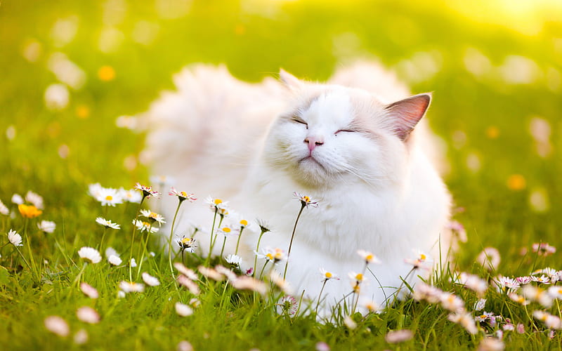 Ragdoll Cat, lawn, denectic cat, cute animals, pets, cats, Ragdoll, HD wallpaper