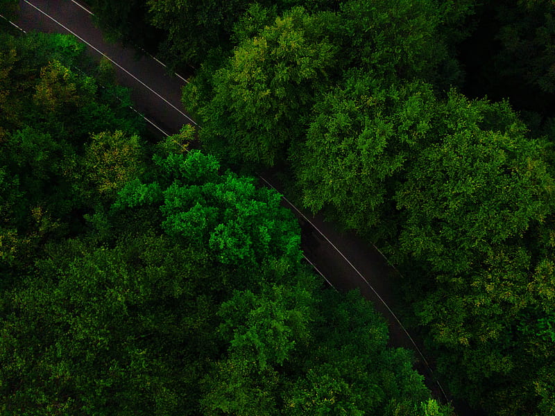 road, trees, aerial view, treetops, green, HD wallpaper