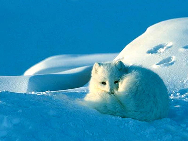 Curled Up Arctic Fox, cute, arctic fox, fox, snow, camoflouge, white, HD wallpaper