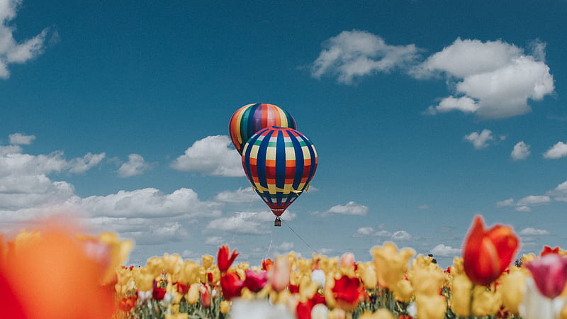 Hot Air Balloons White Red Yellow Tulip Flowers, air-balloon, nature, colorful, field, flowers, tulip, HD wallpaper