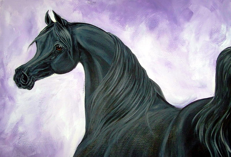 Black Arabian, stallion, cavalo, horse, animals, HD wallpaper