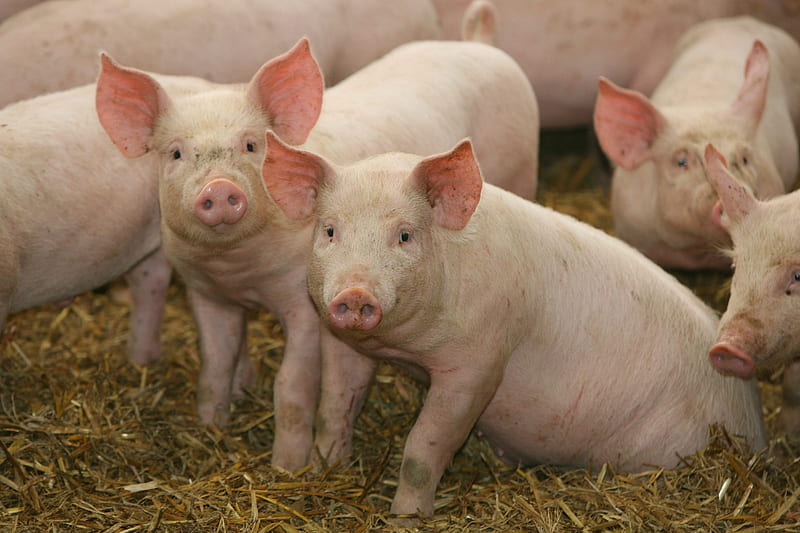 Cute pigs, farm, domestic, pig, pigs, HD wallpaper