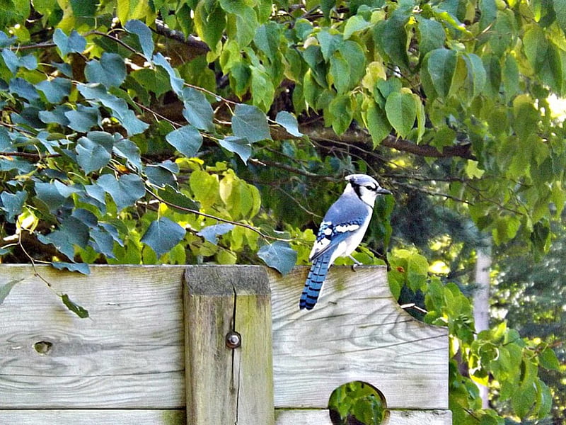 blue jay, leaves, green, birds, blue, HD wallpaper