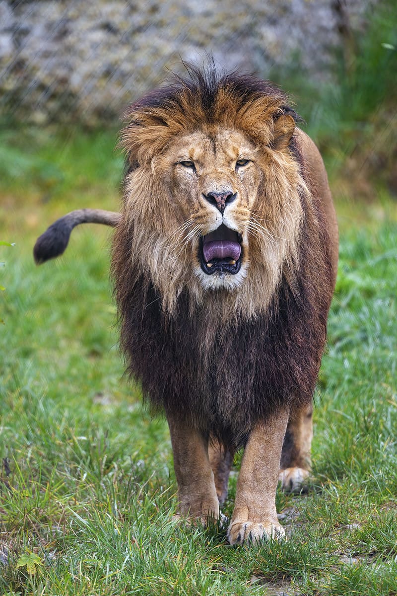 lion, grin, predator, big cat, animal, grass, HD phone wallpaper