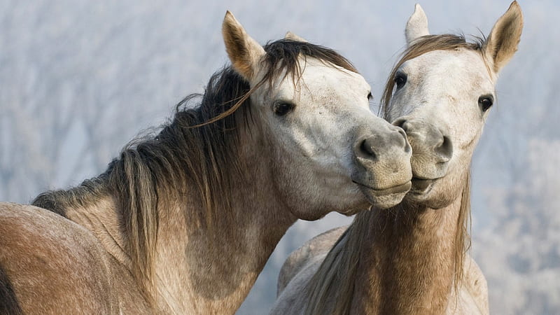Two Horses, gray horses, ranch, horses, pair, Firefox Persona theme, HD wallpaper