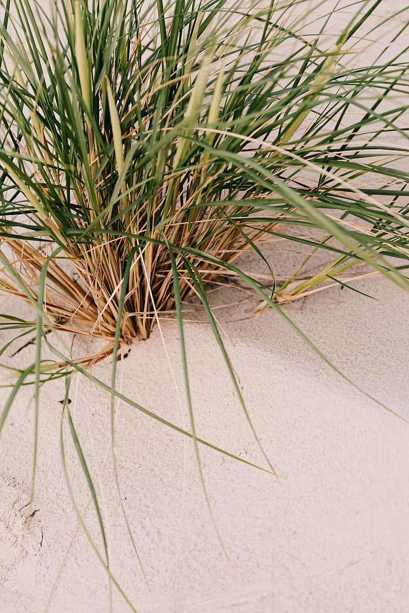 Green Grass on White Sand, HD phone wallpaper