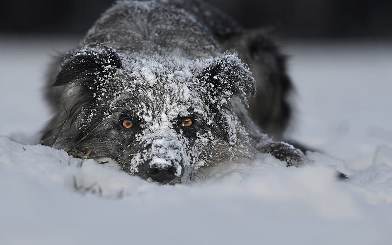 border collie, pets, dog, snow, winter, cute animals, HD wallpaper