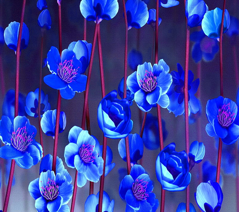 Blue Sakura Flowers, sakura flowers, HD wallpaper | Peakpx