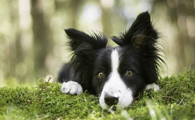 Waiting, border collie, green, black, white, dog, animal, HD wallpaper