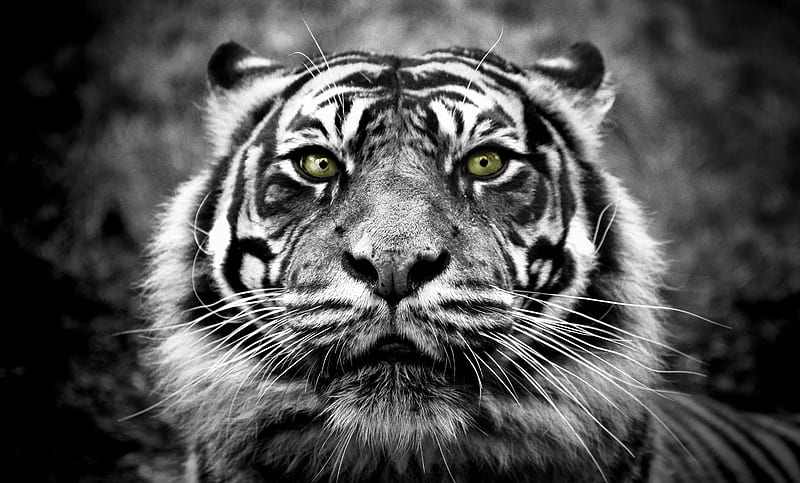 Tiger Style, animals, black and white, tigers, HD wallpaper