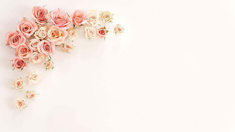 HD rose gold wallpapers | Peakpx