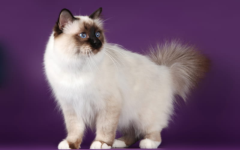 Birman Cat, domestic cat breed pets, fluffy white cat, Sacred Cat of Burma, HD wallpaper