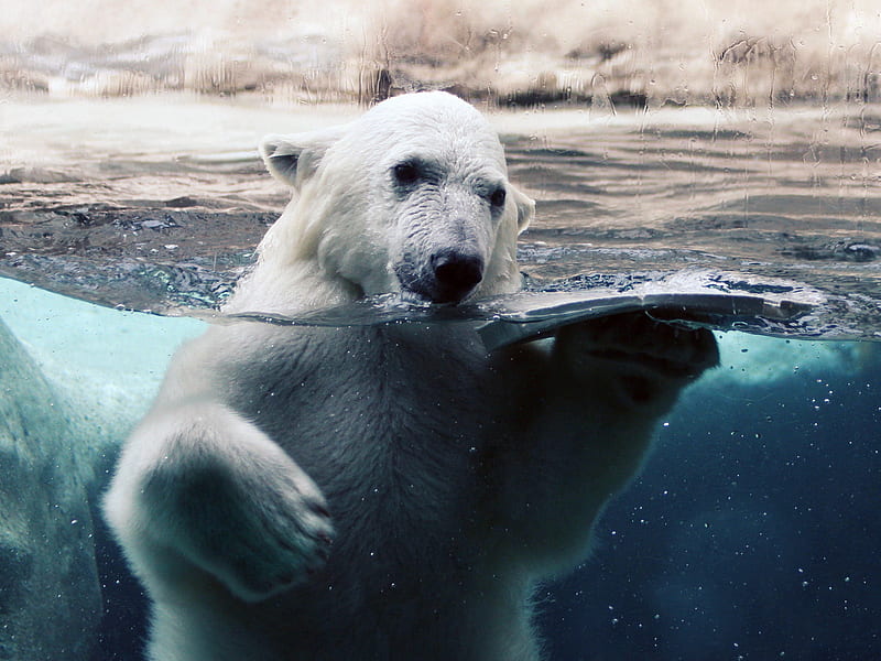 Polar bear, amazing, nice, polar bears, nature, bears, HD wallpaper | Peakpx