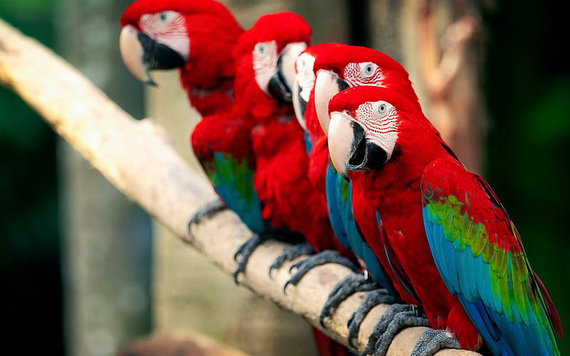 Scarlet macaw, red parrots, macaw, beautiful red birds, parrots, South American parrot, HD wallpaper