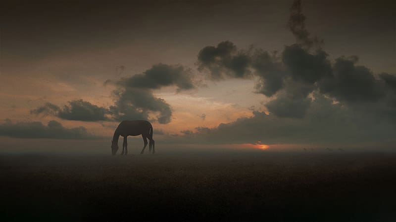 Whispers Of The Wild A Horse S Moment Of Peace In The Meadow, horse, animals, behance, HD wallpaper
