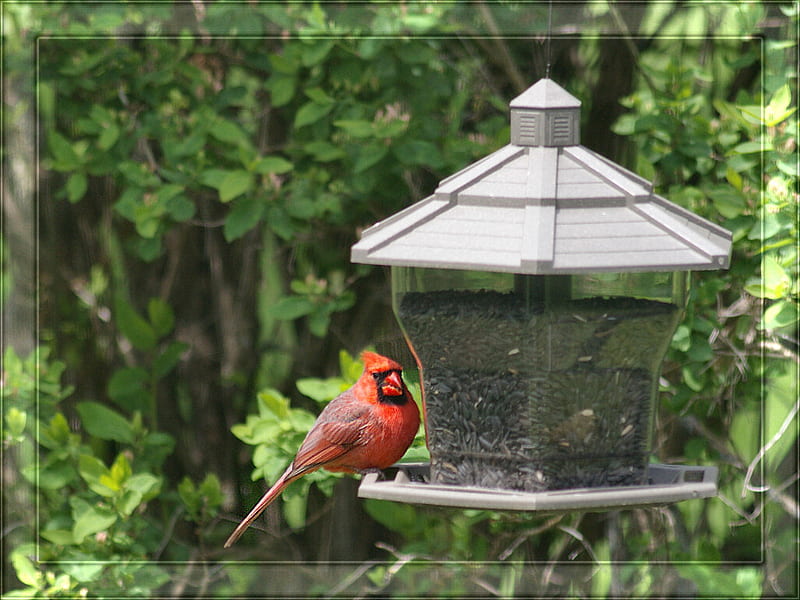 Cardinal at the Feeder, feeder, graphy, bird, avian, wildlife, red bird, cardinal, HD wallpaper