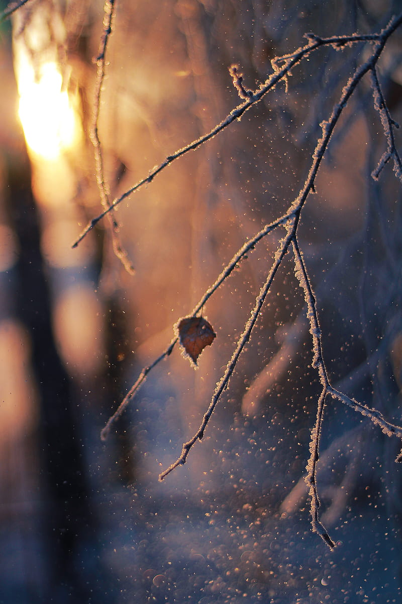 branch, frost, glare, bokeh, snow, winter, macro, HD phone wallpaper