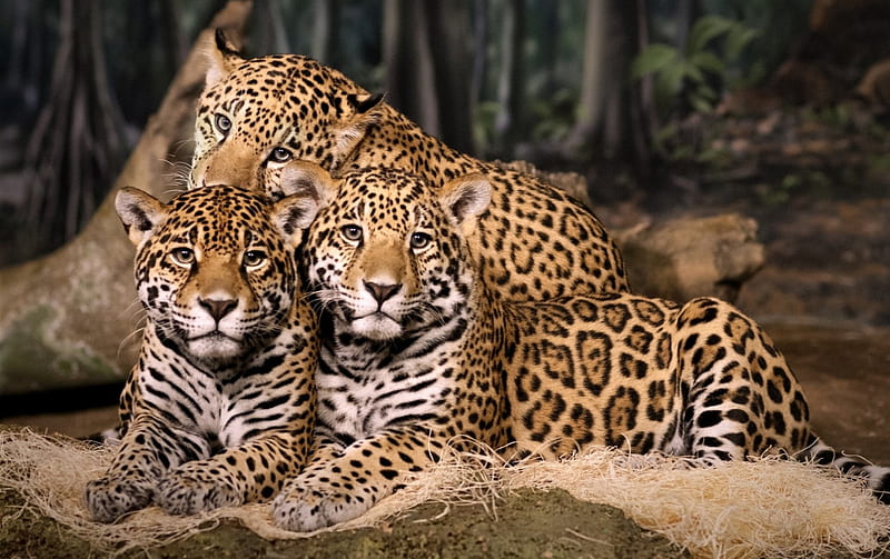 *** Jaguar family ***, cats, animals, wild, animal, HD wallpaper