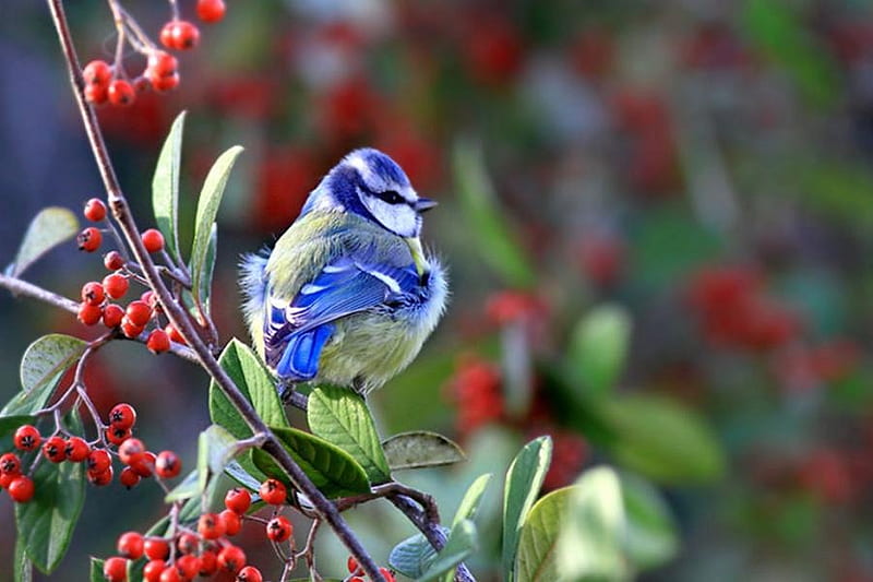 Blue bird in forest, forest, bird, nature, animal, blue, HD wallpaper ...