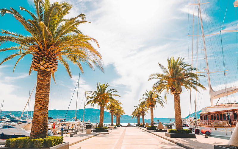 Tivat, Bay of Kotor, Montenegro, summer, palm trees, resorts, tourism to Montenegro, summer travel, the Mediterranean Sea, resorts of Montenegro, HD wallpaper
