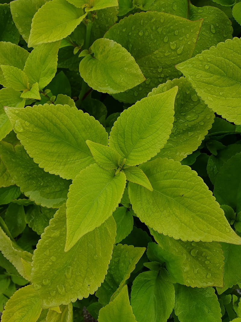 mint, leaves, drops, macro, wet, HD phone wallpaper