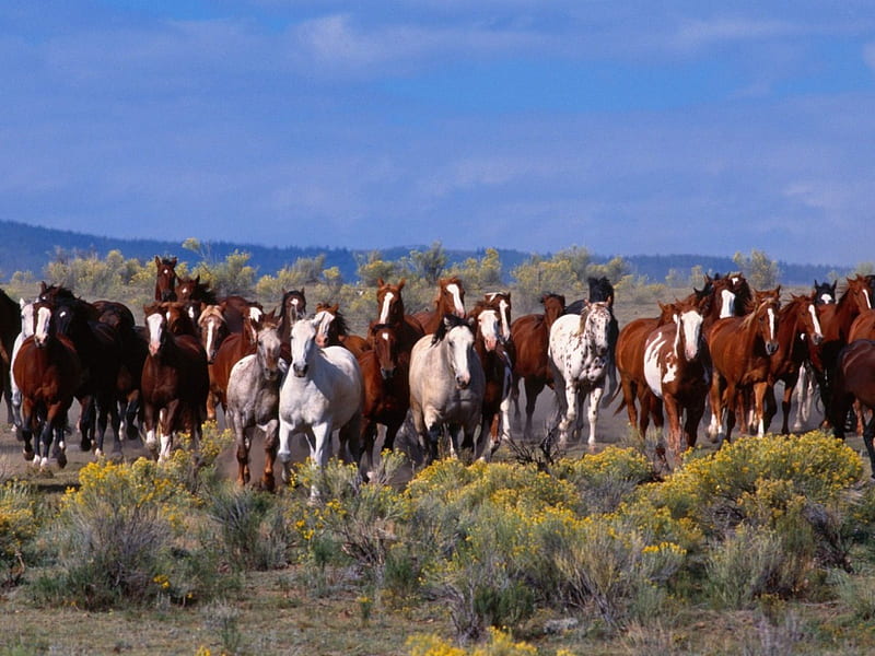 Open Wild galloping, herd, nature, open, animals, horses, HD wallpaper