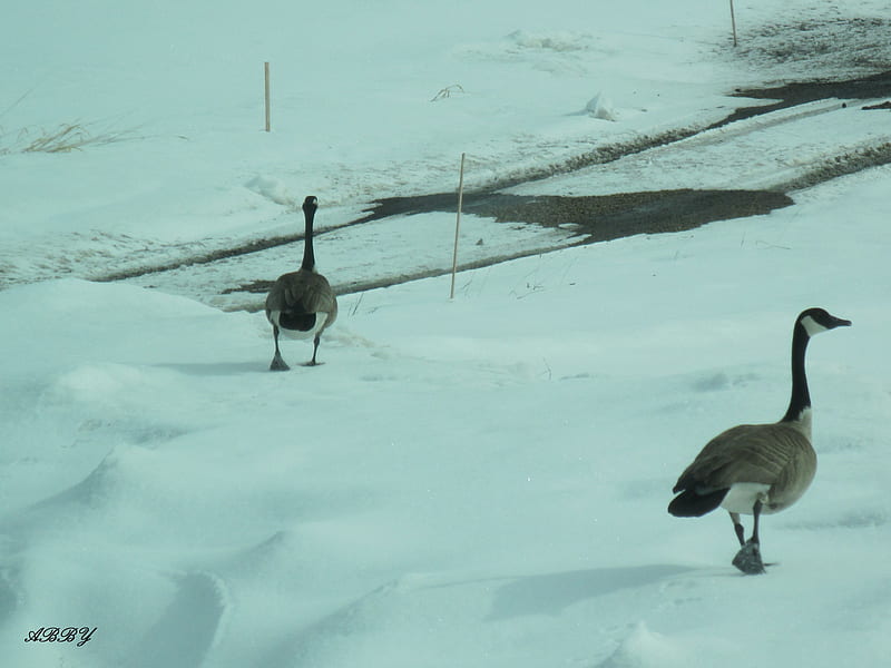 stay with me, geese, graphy, snow, white, Birds, HD wallpaper