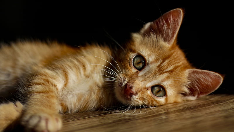 Cute Cat Is Lying Down On A Floor Animals, HD wallpaper