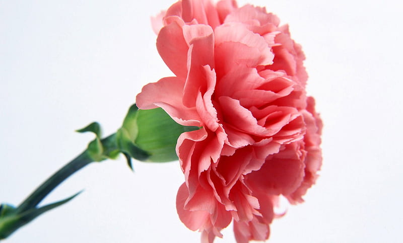 Solitary Carnation, naure, flowers, carnation, pink, HD wallpaper
