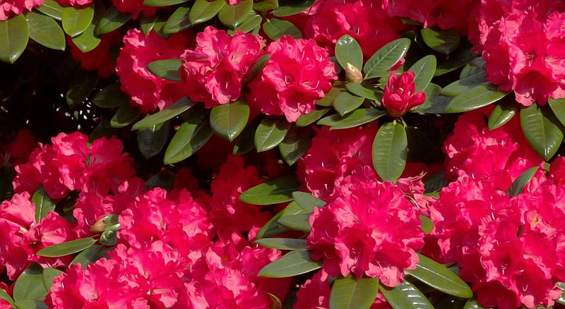 Red glory, red, lovely, flowers, bonito, trees, branches, HD wallpaper ...