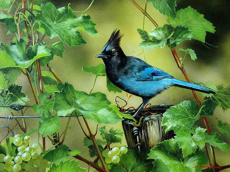 Vinyard Visitor, grapes, bird, painting, blue, artwork, HD wallpaper