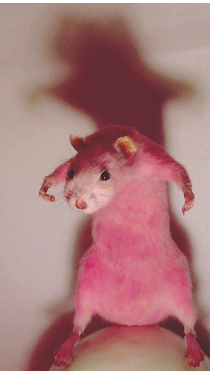seggsy rat , bonito, rats, HD phone wallpaper