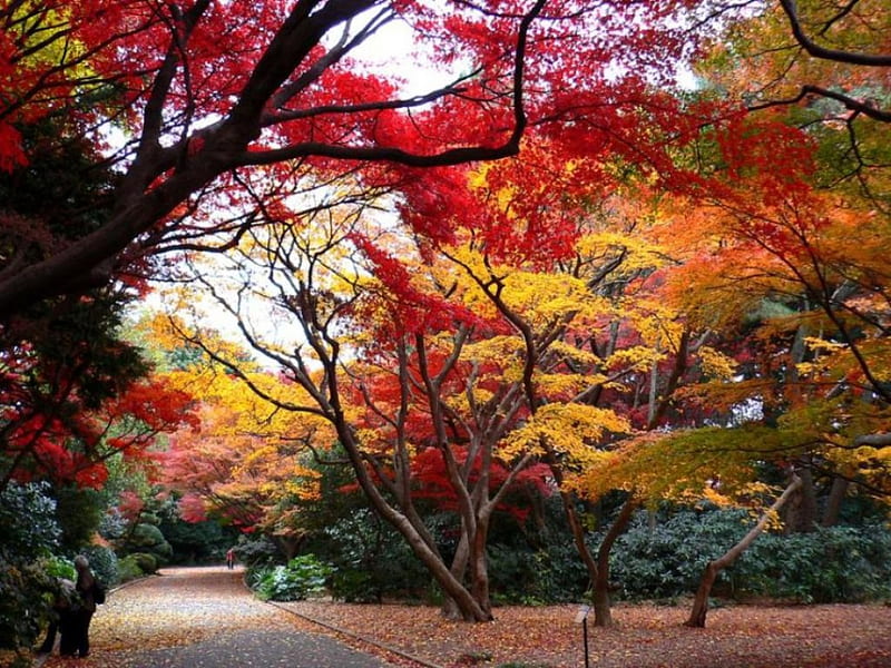Shinjuku Park, autumn, japan, japanese, shinjuku, tokyo, garden, nature, park, HD wallpaper