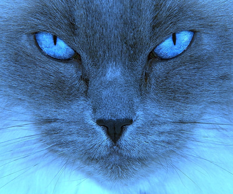 cat blue eyes wallpaper