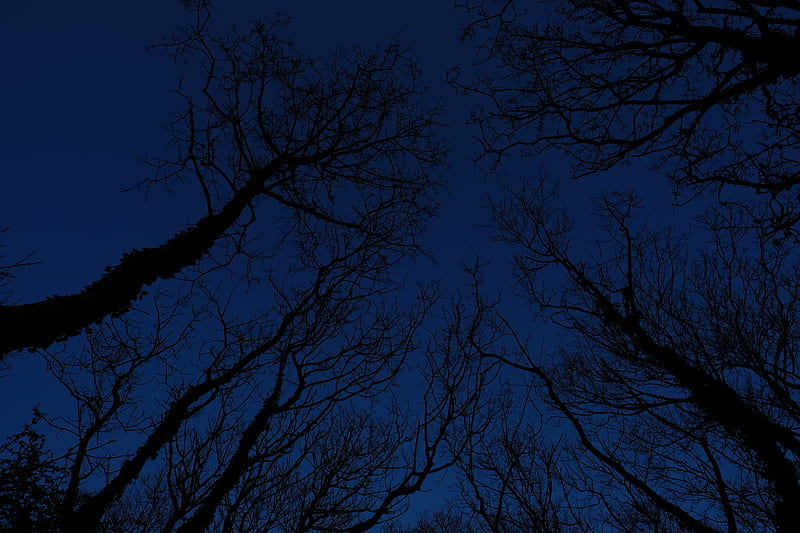 night, trees, worm's eye view, Nature, HD wallpaper