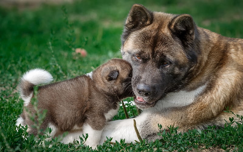 Akita, small puppy, big dog, family, cute animals, pets, dogs in the grass, American Akita, Dog Breed, HD wallpaper