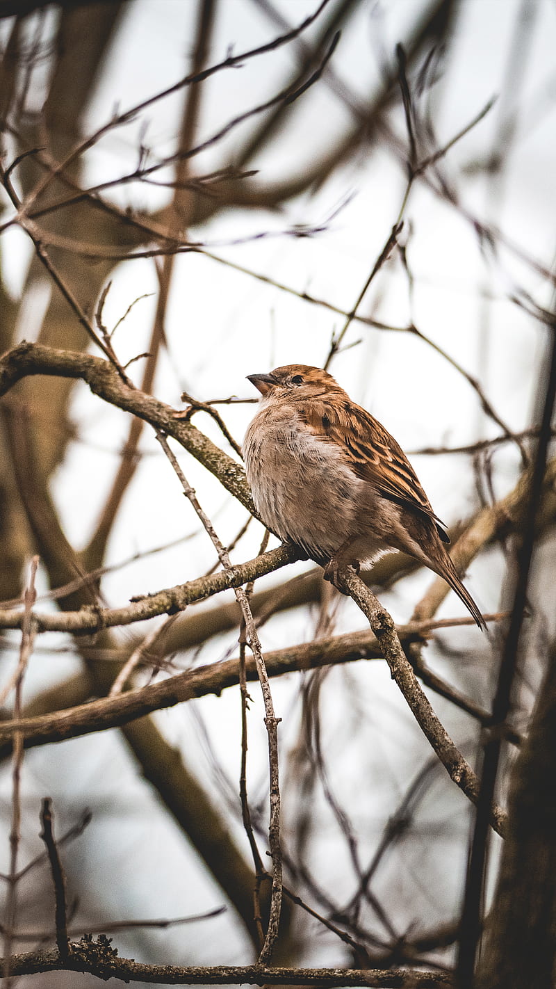 brown sparrow bird on bare tree, HD phone wallpaper