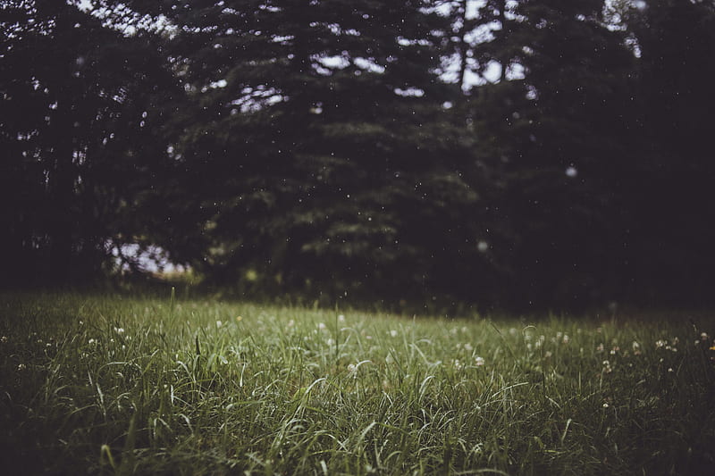 grass, trees, blur, glade, HD wallpaper