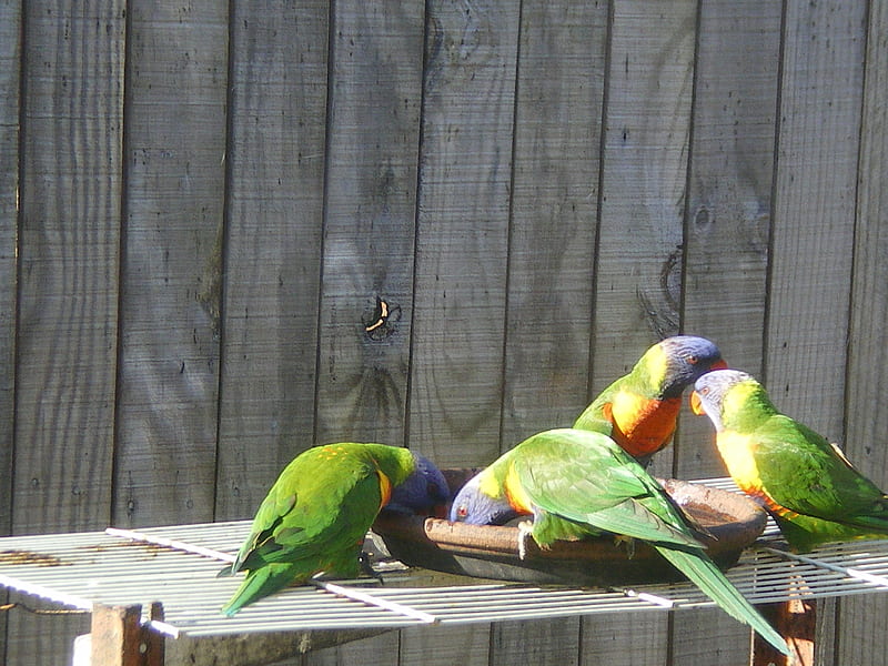 Lorikeets feeding, pretty, birds, nature, colours, feathers, HD wallpaper