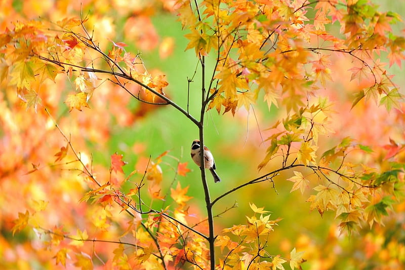 Sparrow Among Fall Leaves, Fall, tree, leaves, bird, Sparrow, branches, Autumn, HD wallpaper