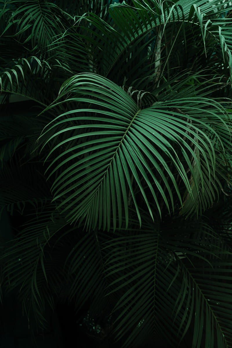 500 Palm Leaf Pictures HD  Download Free Images on Unsplash