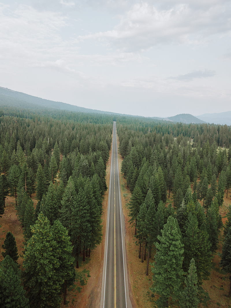 road, forest, panorama, trees, straight, smooth, HD phone wallpaper
