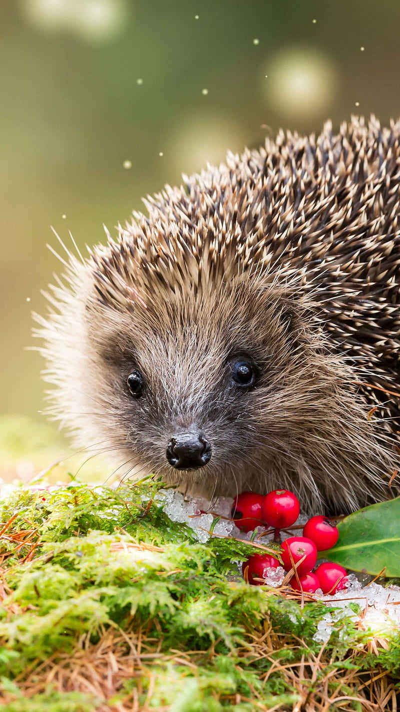 hedgehog, snow, winter, , Animals, Cute Porcupine, HD phone wallpaper