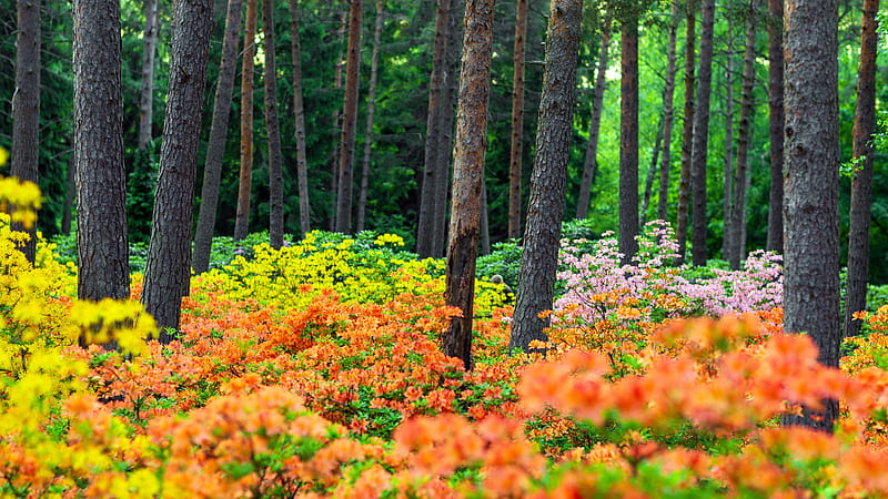 The Hague Rhododendron Park Helsinki Finland Bing, HD wallpaper