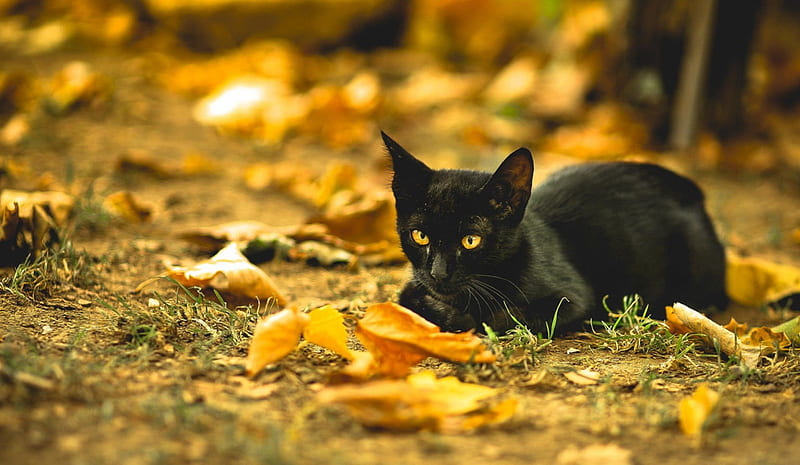 Cat, black, autumn, cats, HD wallpaper