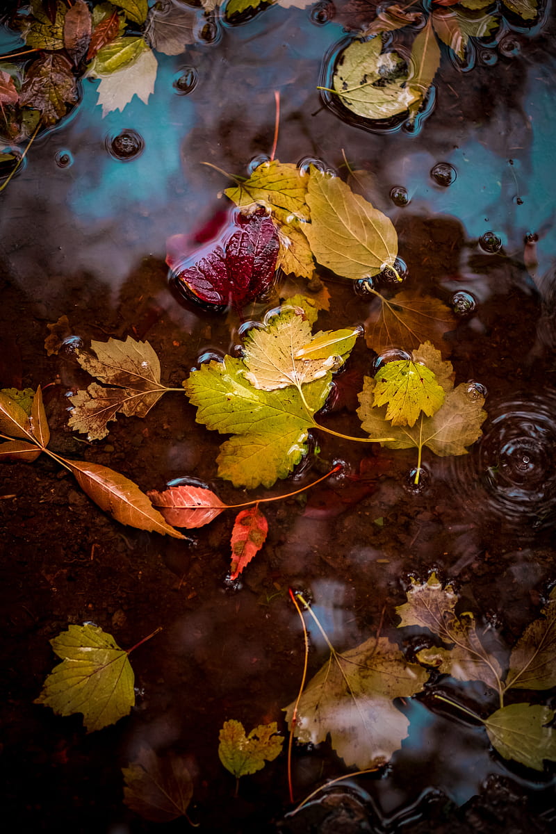 leaves, puddle, water, autumn, HD phone wallpaper