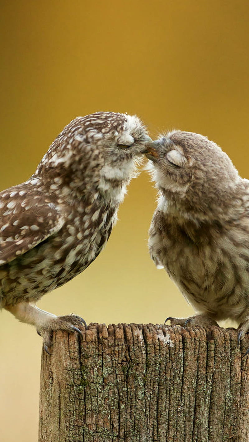 Owl couple , bird, love, romantic, HD phone wallpaper