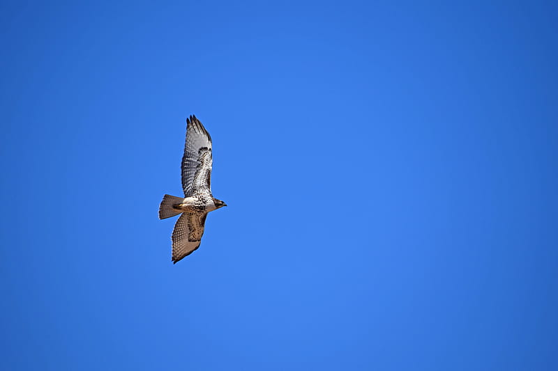 red-tailed hawk, hawk, flight, wings, sky, HD wallpaper