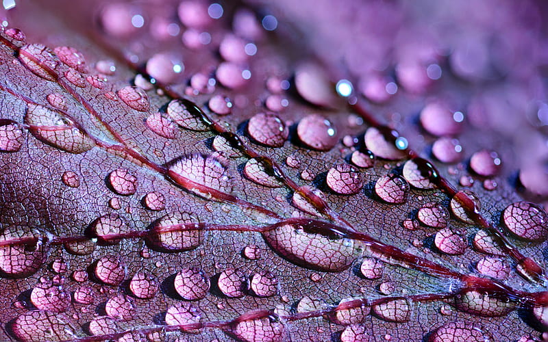 Water Drops On Purple Leaf, HD wallpaper